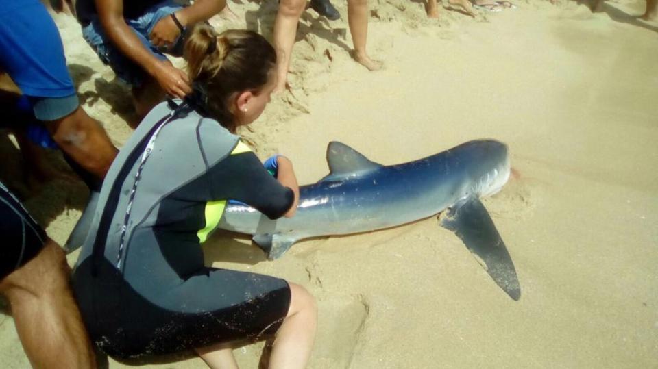  The shark behind the closure of a string of Majorca holiday beaches was later caught today