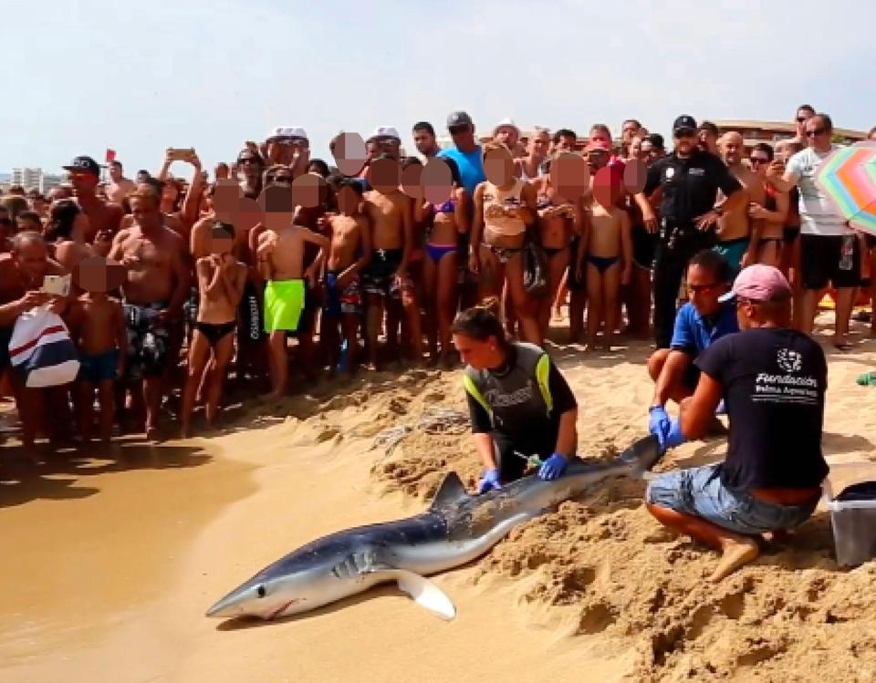  Families gathered around the shark after it was pulled from the water after approaching the shore