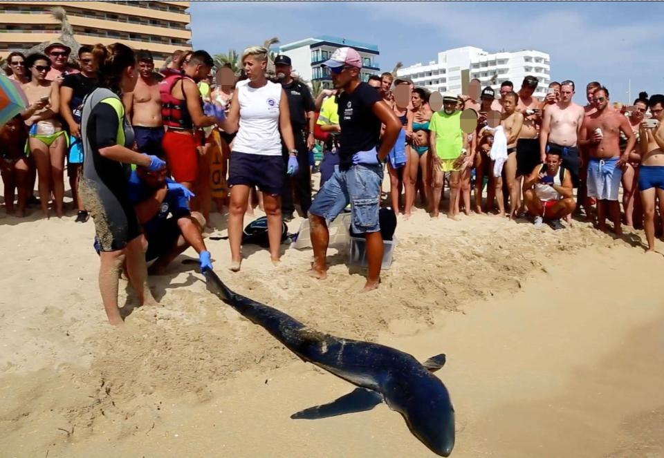  The shark was put down after experts said it was too badly injured to survive