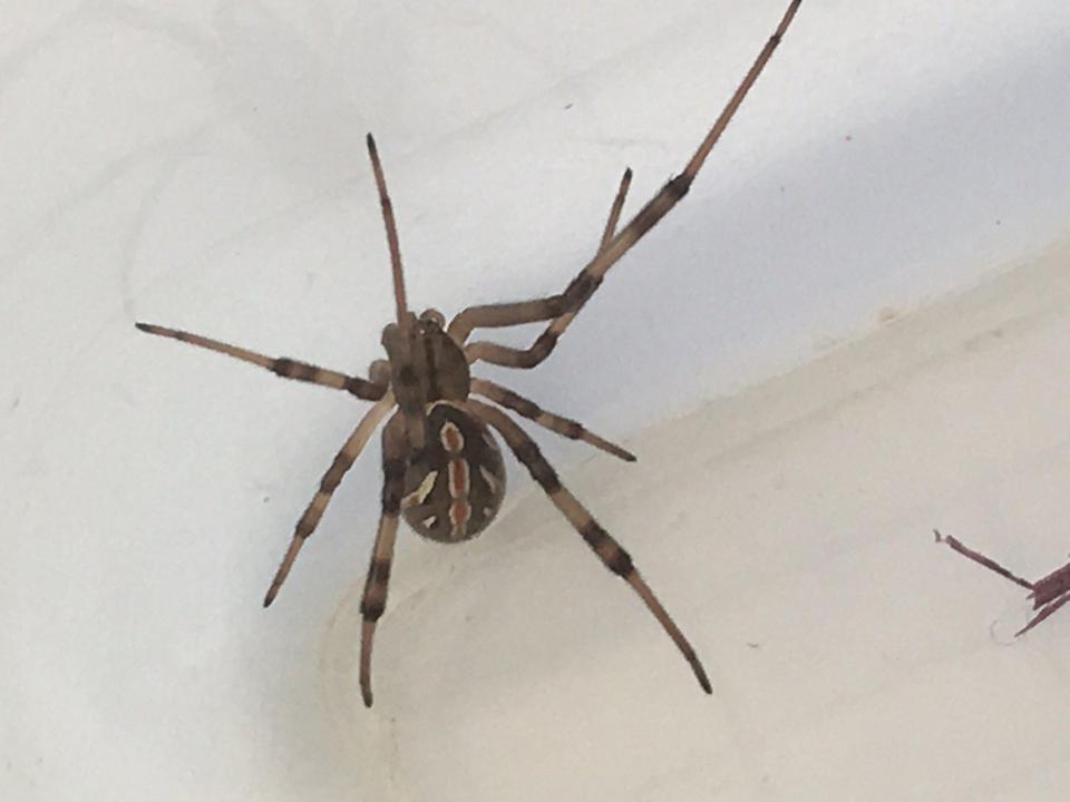  Kimberly found the spider alive in the grapes which she had brought from Tesco