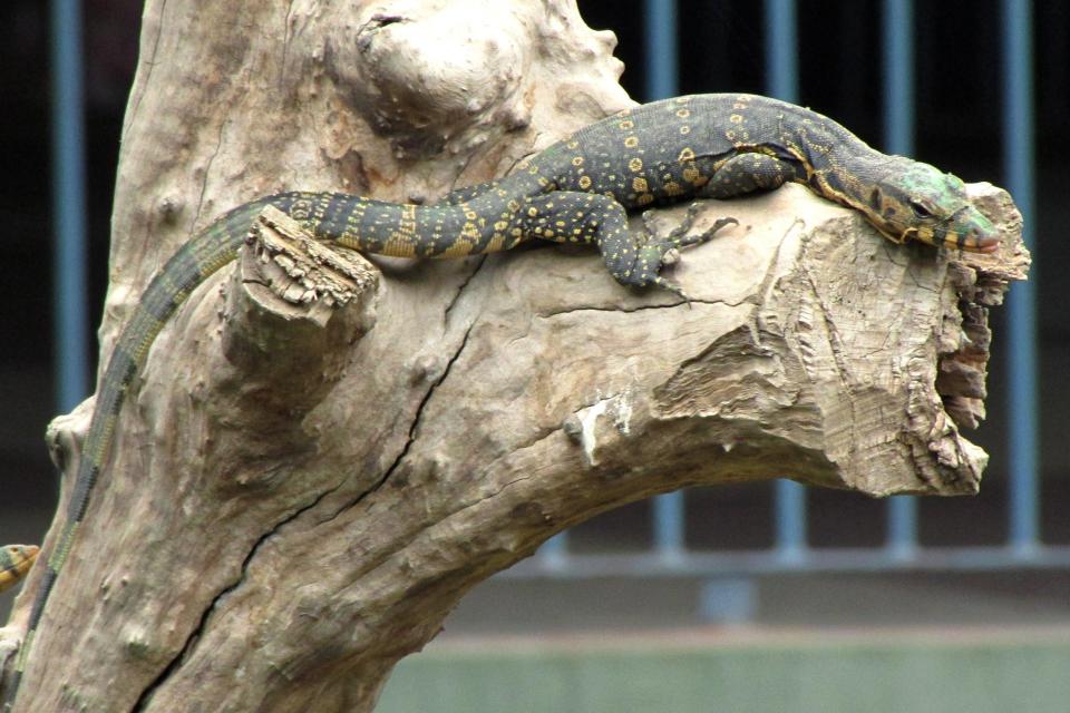  Locals living near the island’s idyllic Tanote Bay became suspicious of a monitor lizard going back and fourth into the jungle and which led them to Elsie's body