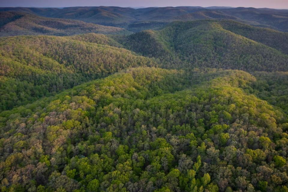  They had their run-in with the legendary 'wood ape' while camping in the Ozark mountains