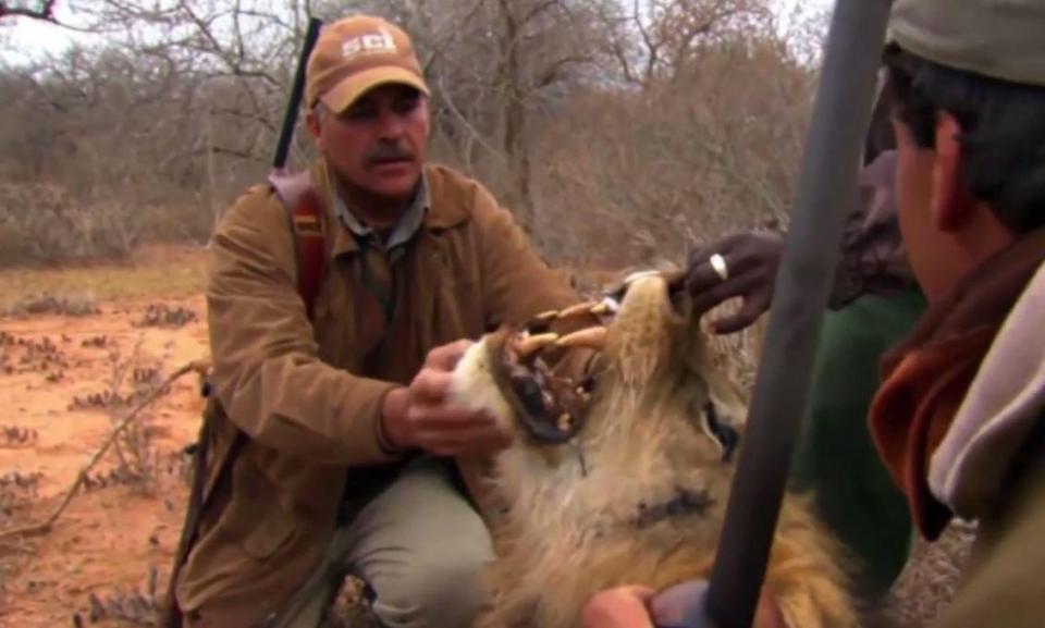  One of the programmes SCI Expedition Safari shows a lion being shot while the hunters enjoy