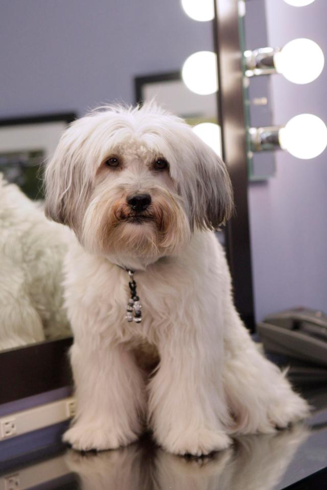 Pudsey became a household name thanks to his dancing skills on BGT