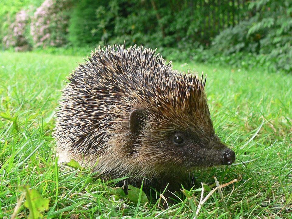  If you really want to increase the number of hedgehogs, you need to set up a network of sentry guns in your garden to blow the head off any badger which comes along