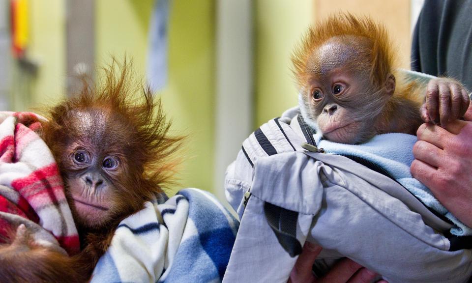  Monkey World is monkey sanctuary that has its own TV show