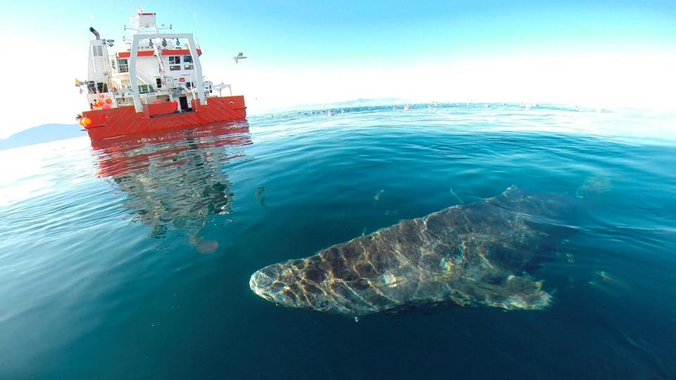  One of the sharks swims next to a research vessel