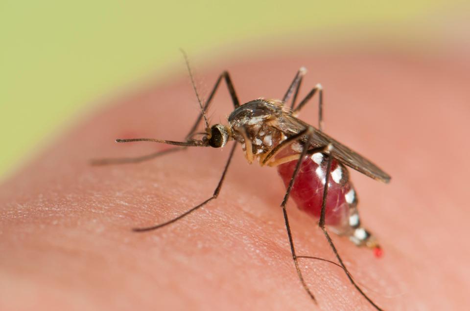  Some types of encephalitis are caused by mosquitoes