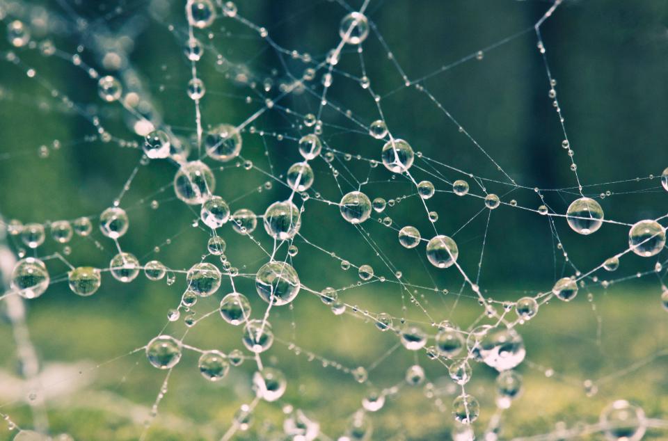  Got lots of cobwebs and vegetation outside your windows? Make sure the cracks are filled in to restrict entry