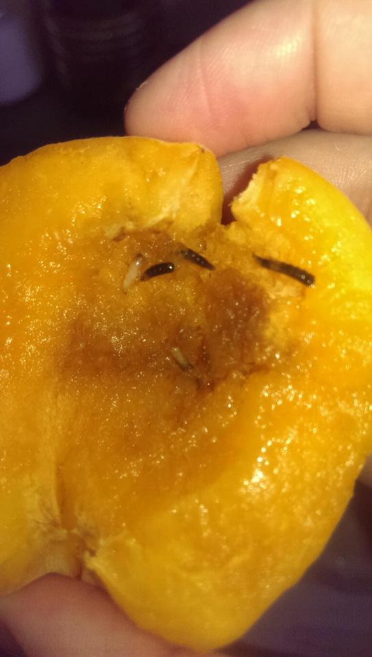  A Tesco apricot is riddled with crawling maggots