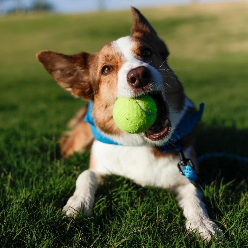  Take your pooch's old tennis ball to Pets At Home this weekend to have it replaced for free