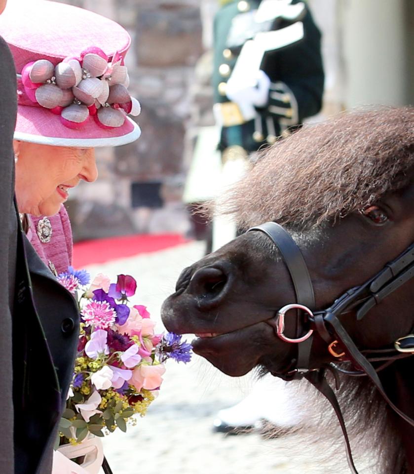 The Queen's guard of honour included a guard of honour including Shetland Pony Cruachan IV - who tried to get a taste of the flowers