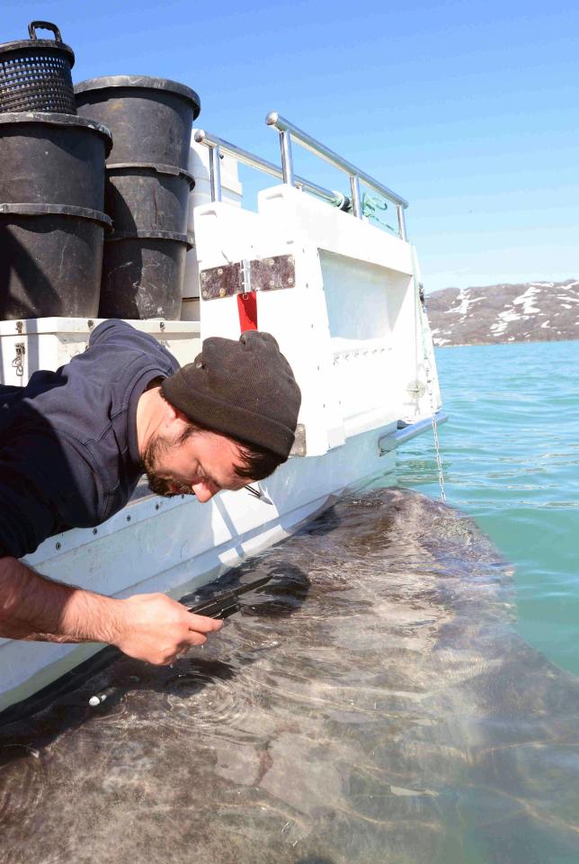  Researchers are taking samples from the fish