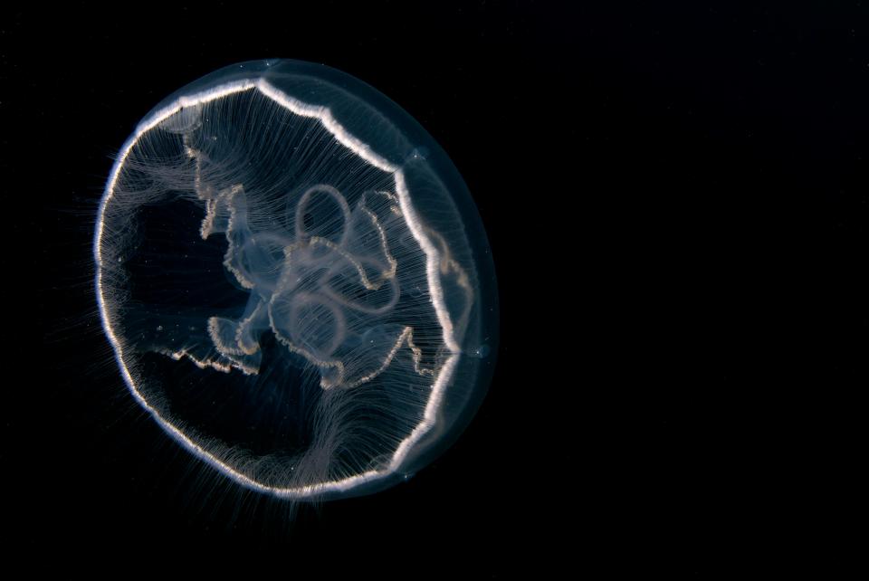 Moon jellyfish are the most common type found around the British coastline