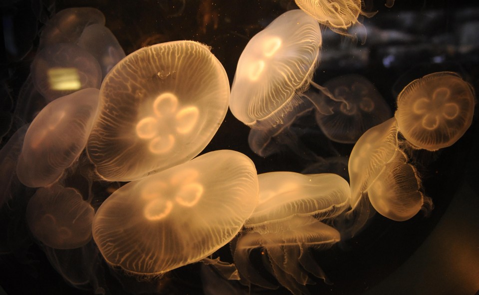 Moon jellyfish stings can't penetrate human flesh so you wouldn't feel it if they stung you