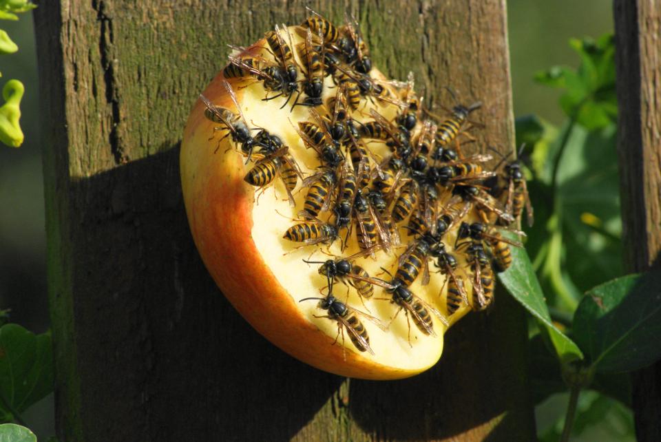  Being vigilant around your home for the signs of a nest means it can be removed before the problem gets too big