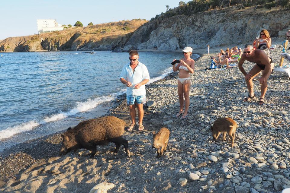  Wild boars are rampaging around beaches in the South of France (file picture)