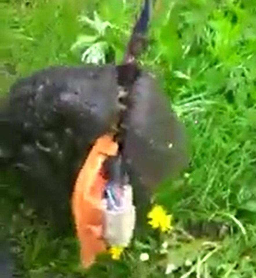  After it was landed it was filmed chomping on a stick held out by a fisherman