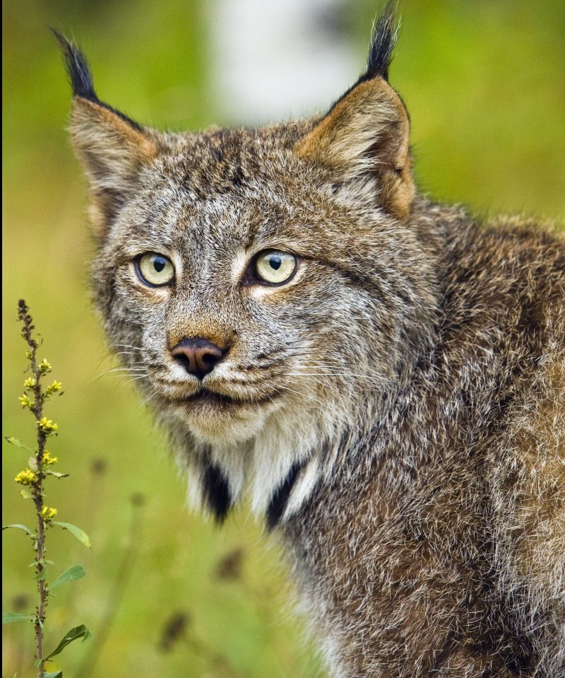  Six lynx' may soon be released in Northumberland