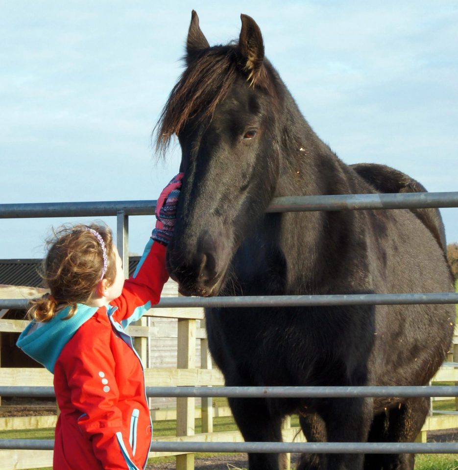  This year is the 140th anniversary of Black Beauty, so celebrate with a visit to see a real-life Black Beauty at Redwings Horse Sanctuary