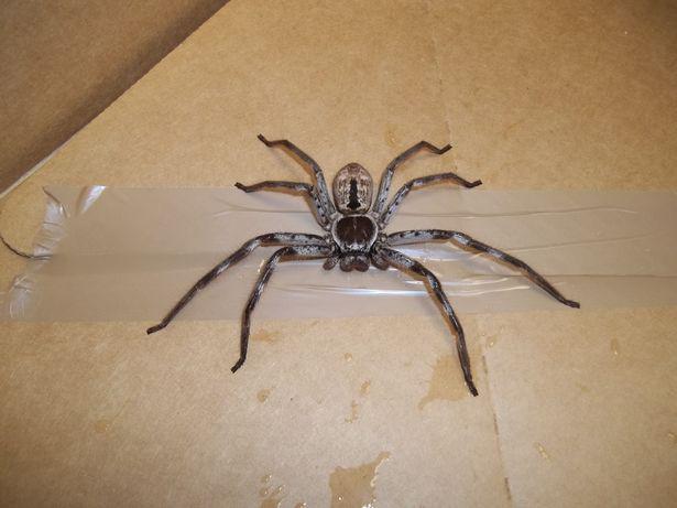  This 18cm huntsman spider was discovered in Surrey