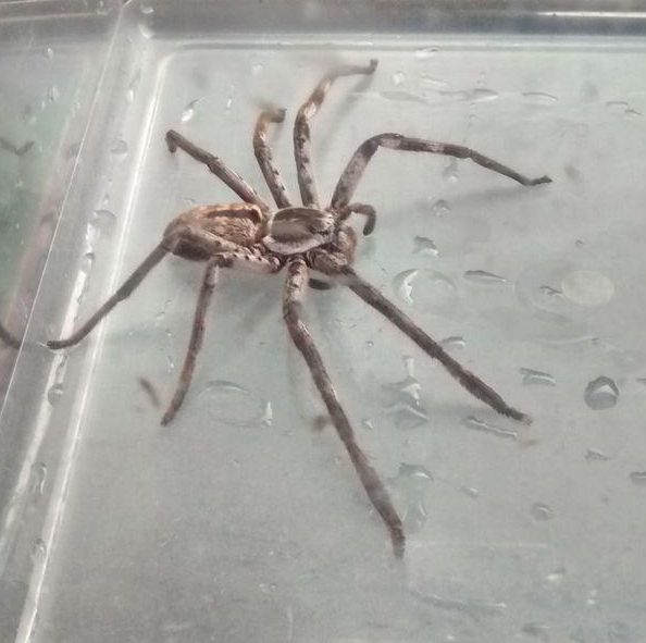  The RSPCA is looking successfully 'rehome' the spider