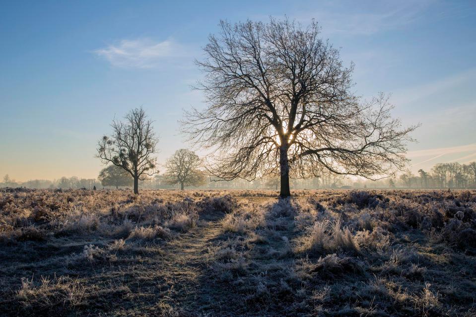  A frosty morning in Richmond Park, which is London's largest Site of Special Scientific Interest