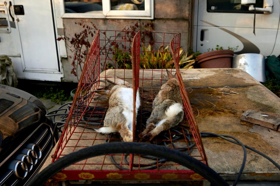 Two rabbits lie dead in a cage after being caught on a hunting expedition by resident Pat O'Donnell and his dogs