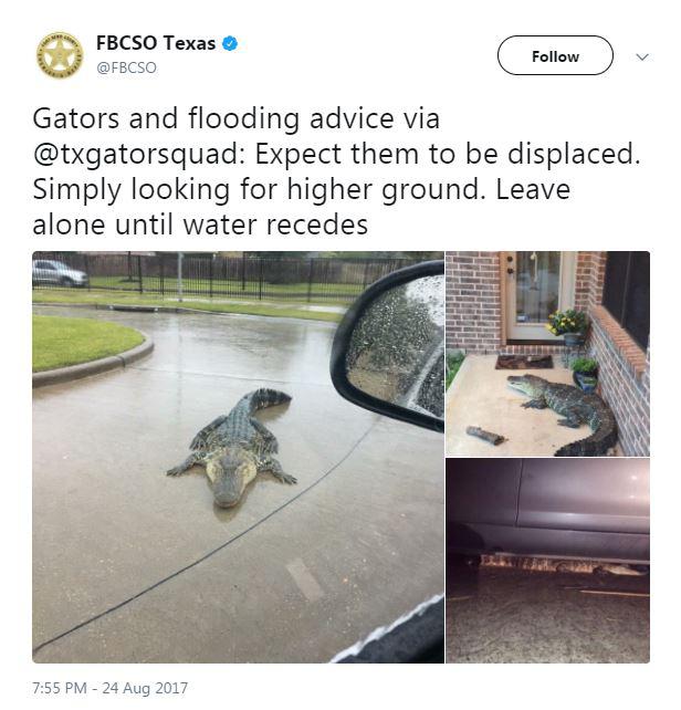  Police in Texas warned of alligators being swept up and dumped on residential streets as floods sweep across the state