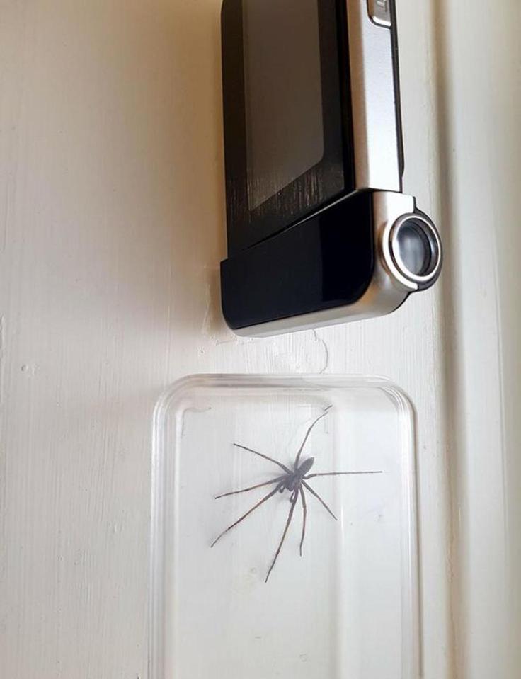 Huge spiders are invading homes in their search for a mate to breed with