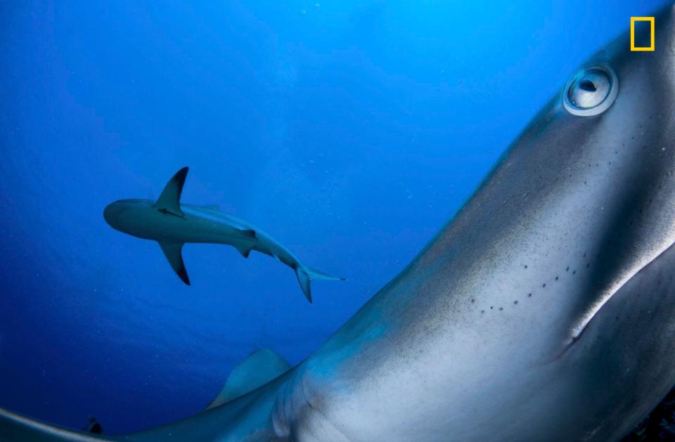  The Gardens of the Queen is a remote marine area south of Cuba, and has been protected since the 1960s. Predators, like these Caribbean reef sharks, are abundant—a sign of a healthy ecosystem