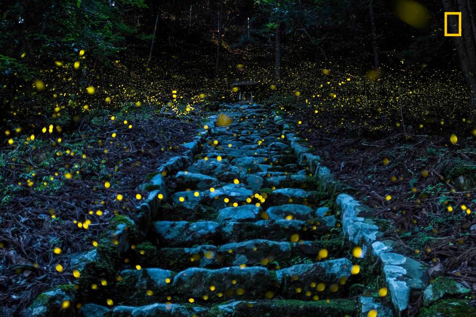  In a remote village in the Tamba region of Japan, twinkling fireflies light up the Forest of the Gods on a summer evening