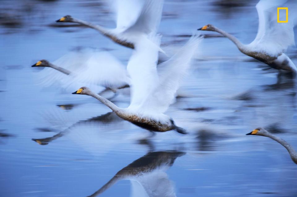  Swans glide over the water in Kabukurinuma, Osaki, Japan, a protected wetland