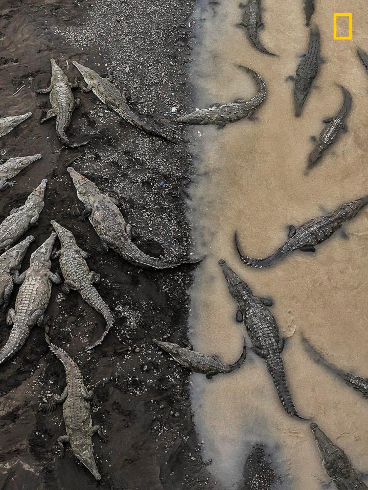  American crocodiles gather along the bank of the Tarcoles River in Costa Rica