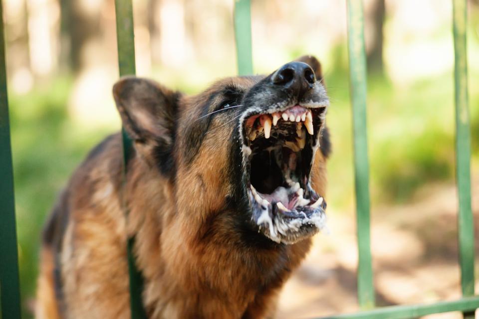  The compound was being used to train guard dogs (stock)