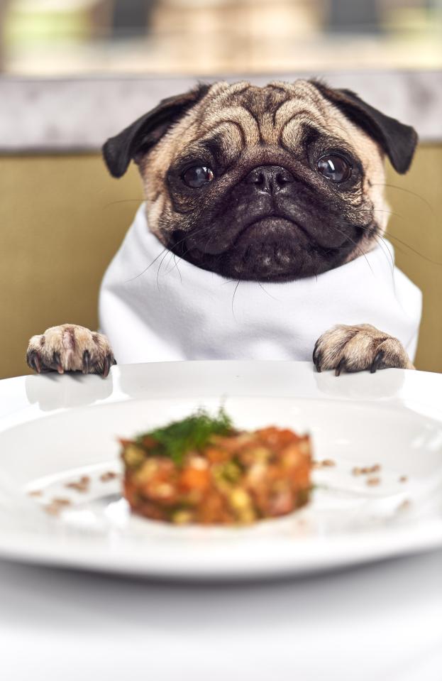  Mercure Hotels have launched a a new Happy Tails package that features room service for dogs