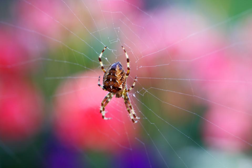 Some of the spiders invading our homes could be venomous false widows