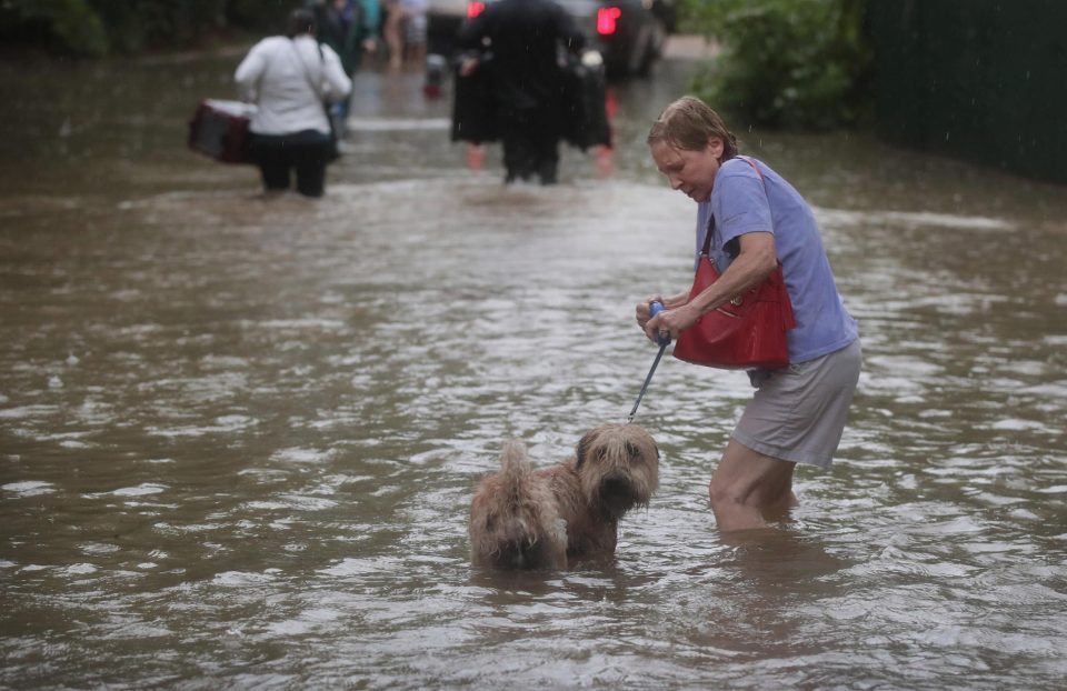 A dog is walked to safety in the plush River Oaks neighbourhood in Houston