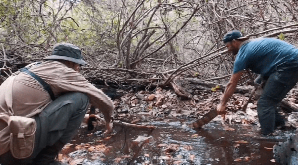  The pair coaxed it out of the watering hole with a stick