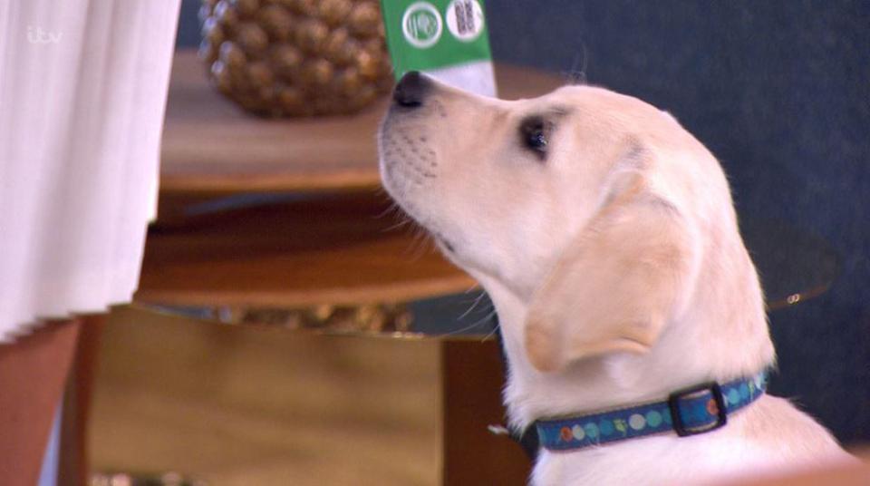  The show introduced their new guide dog Digby on Monday's show