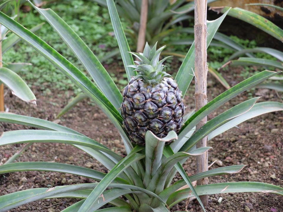  Pick delicious pineapples Arruda Pineapple Plantation