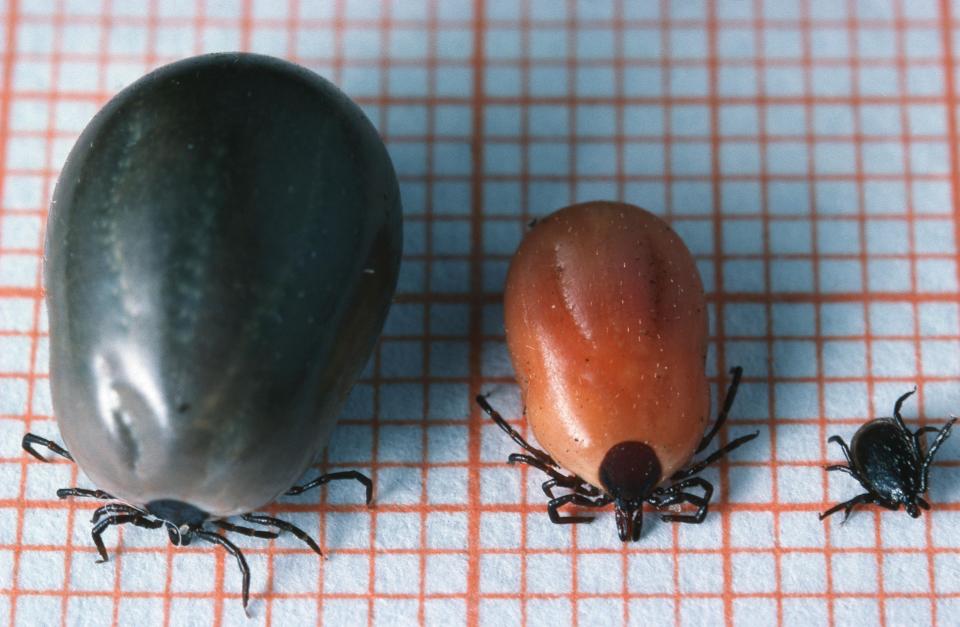  Comparison of three stages of growth undergone by a European sheep tick after sucking blood