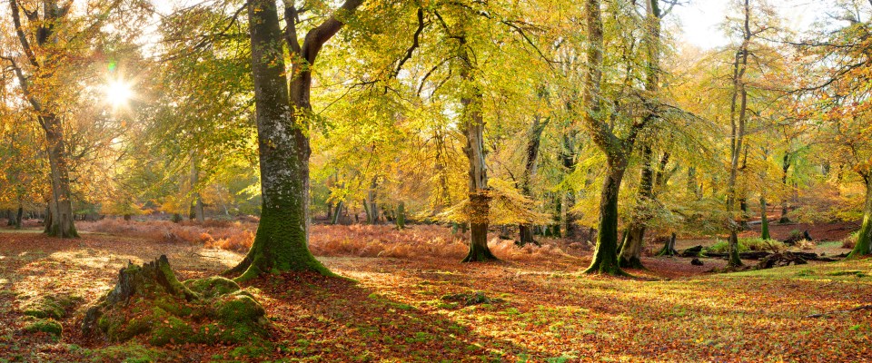 Autumn in the New Forest is a colourful experience