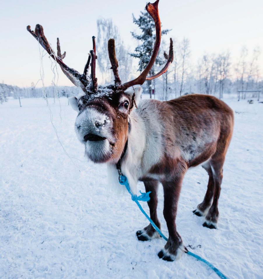  Enjoy a reindeer safari and meet the infamous 'Poo-dolph'