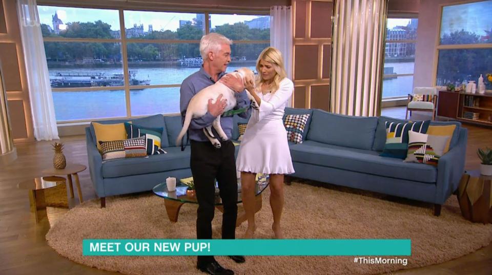  Phil brought the pooch in and revealed he will be trained as an assistance dog