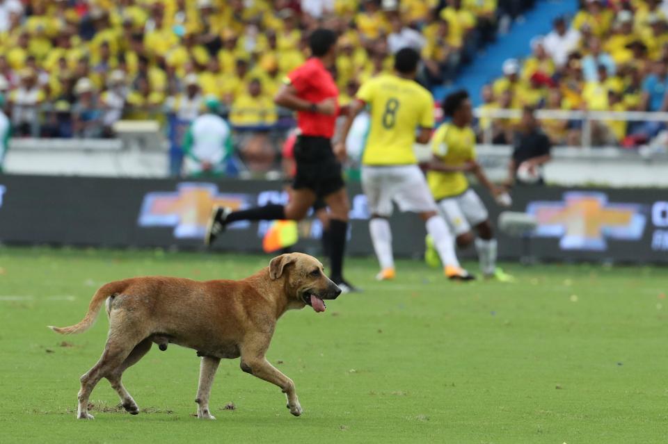  A dog invaded the pitch in the second half as Brazil went on the attack