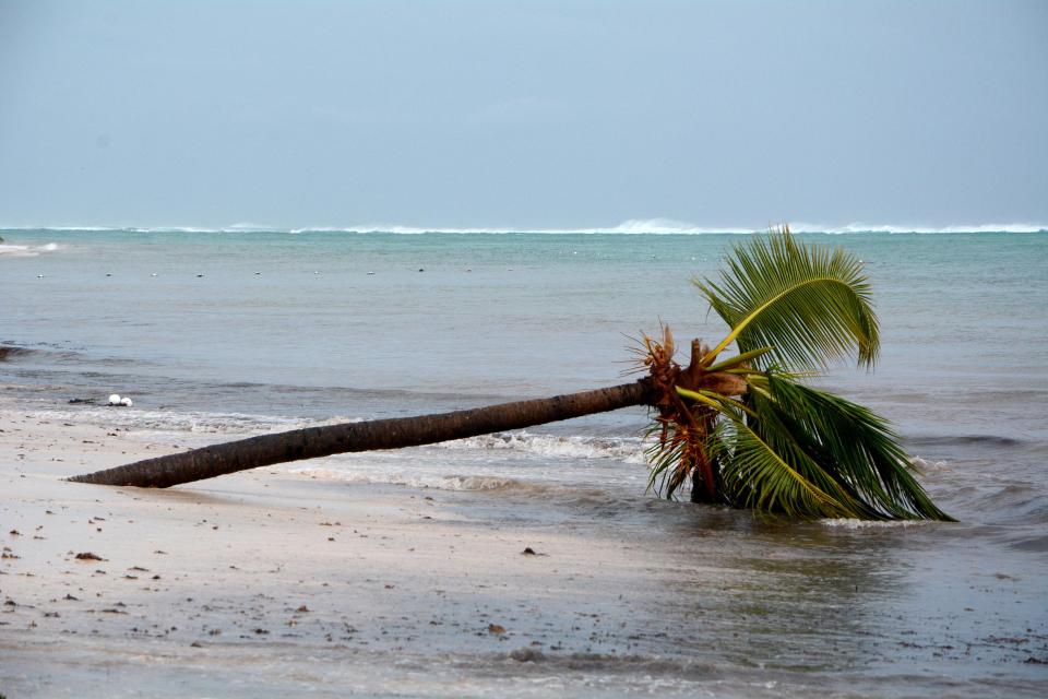  A palm tree overturned at Dreams Hotel in Punta Cana, Dominican Republic