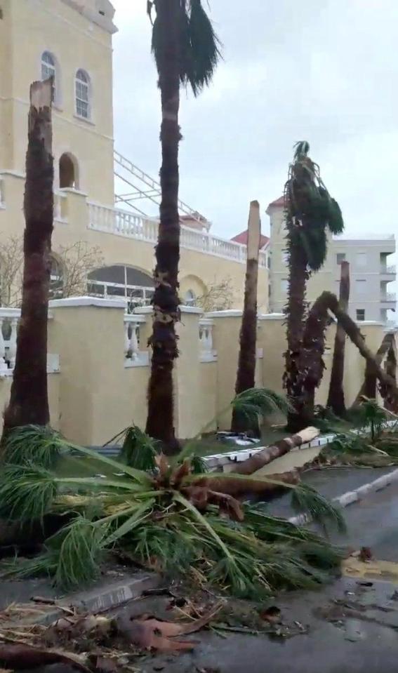  Upturned palm trees strewn on a road in St Maarten