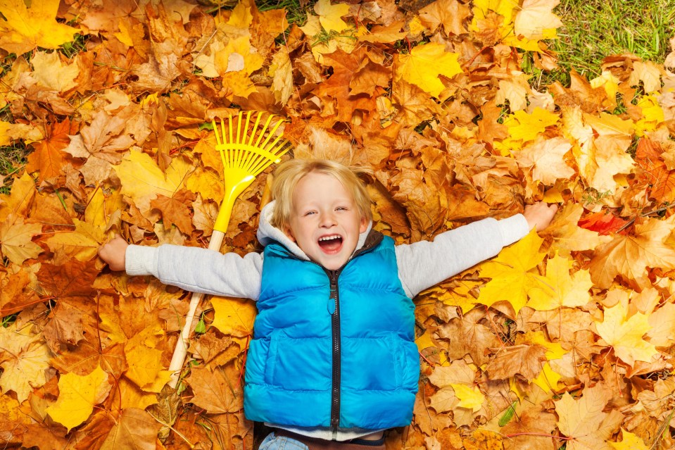 The leaves change colours because after a dry spring the trees need to produce sugar which changes the colour of the leaves