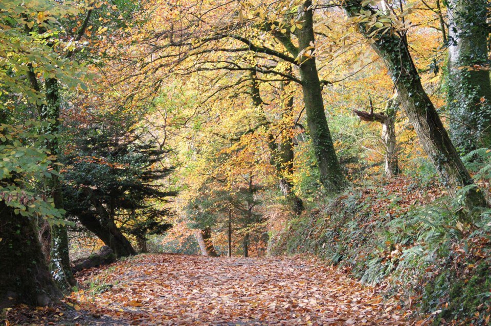 The Lost Gardens of Heligan were rediscovered 25 years ago